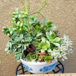 Succulent Arrangement