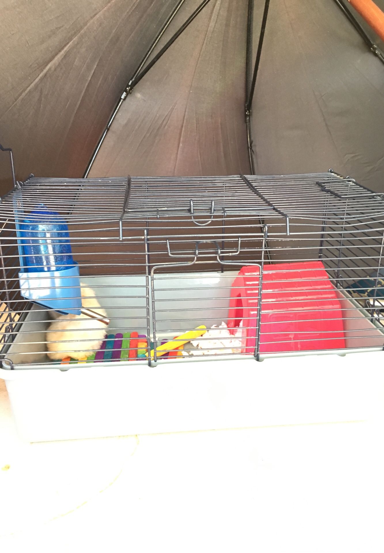 Long haired Syrian hamster