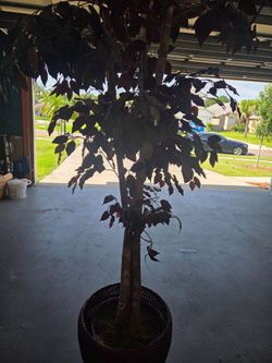 Silk plant, beautiful 6 ft -  tall, bought at Sams for $125, last year selling for only $ 45. Excellent condition looks real!