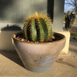 Parodia magnifica (Balloon Cactus) — Hand-Planted Ceramic Pot