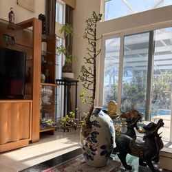 Jade Portulacaria Bonsai