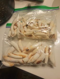 Alligator Teeth And Bones