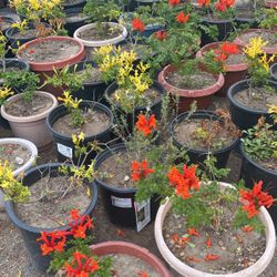 Honeysuckle