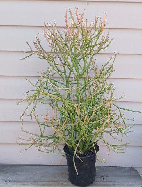 Fire Sticks Succulent Plant 🪴 (A)