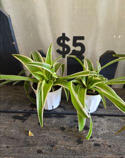 Spider plants