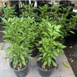 Plantas De Chile De Árbol Ya Tienen Flor $12 Cada Una Precio Firme