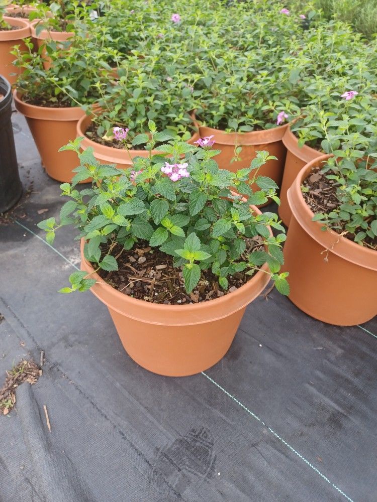 Purple Lantana
