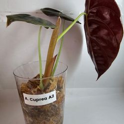 Cuprea Plant