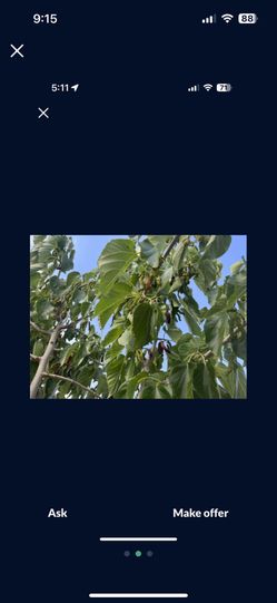 Mulberry Tree With Fruit 