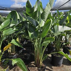 Bird  of paradise  al sizes  available 