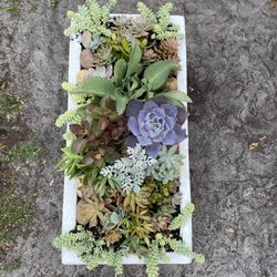 Succulent Arrangement (plants)