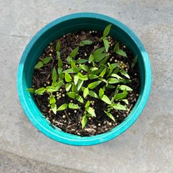 Baby Red Bell Pepper Plants