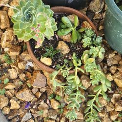 Succulent Plants 