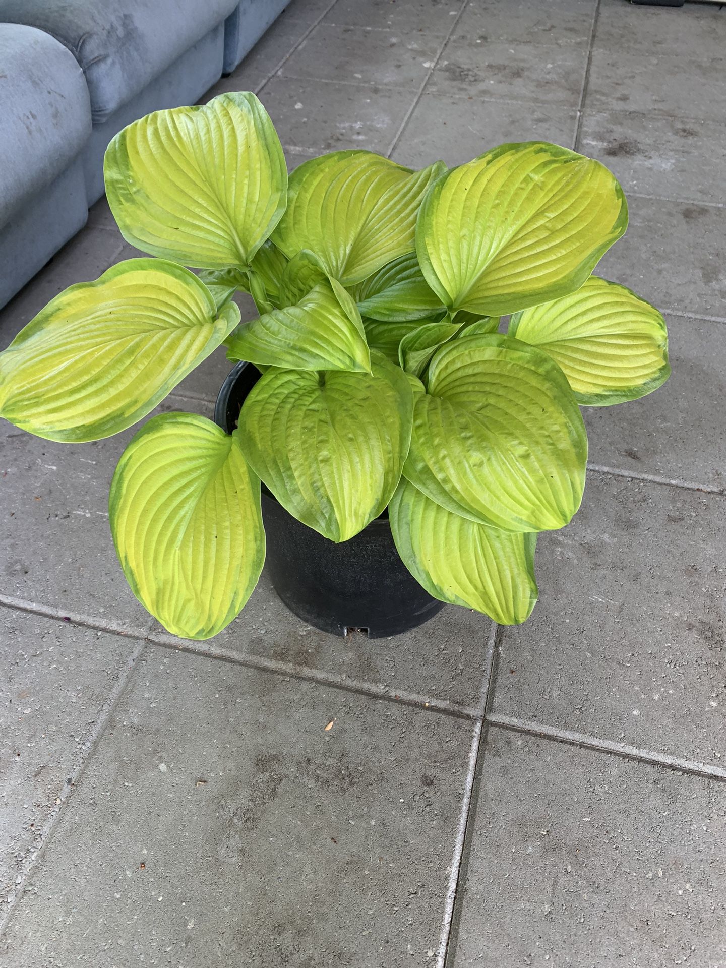 Large Hosta
