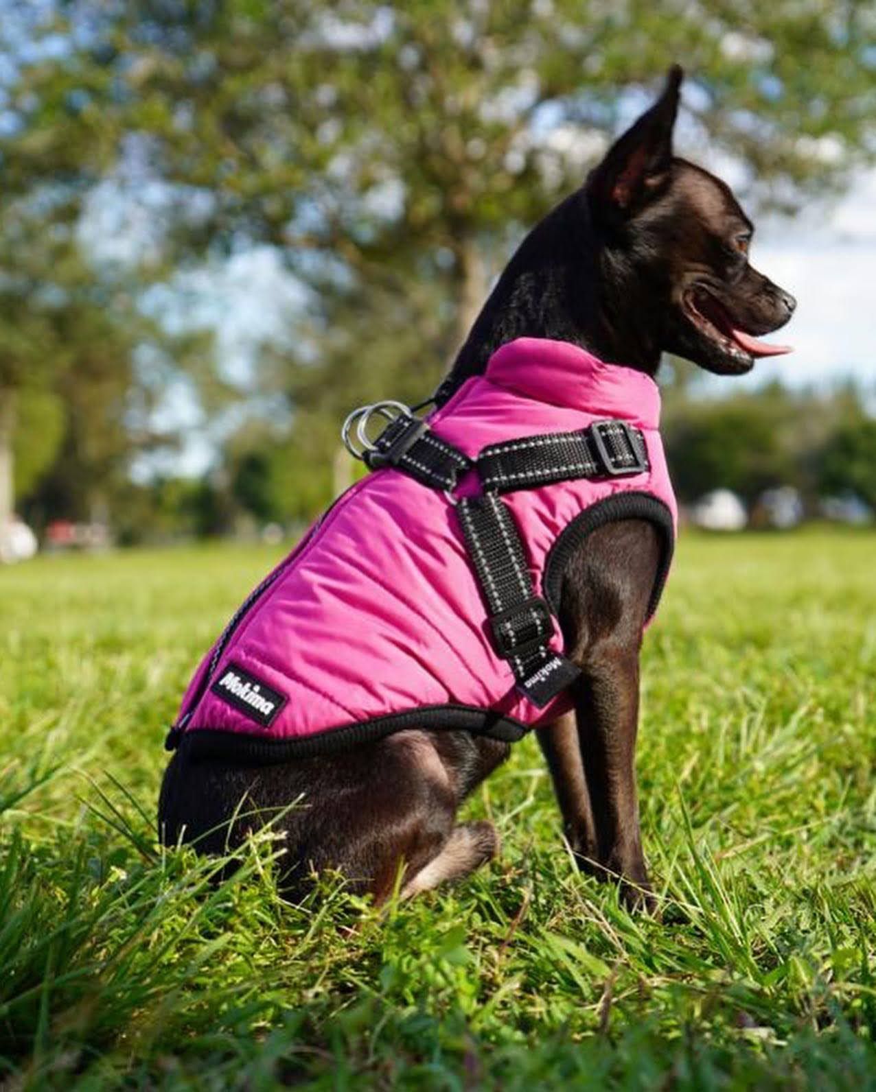 Winter Jackets For Small Dogs 