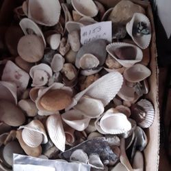 Shell And Rocks For Decorations Or Plants