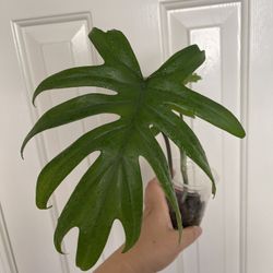 Philodendron Mayoi Plant