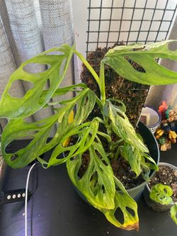 anthuriums, other plants