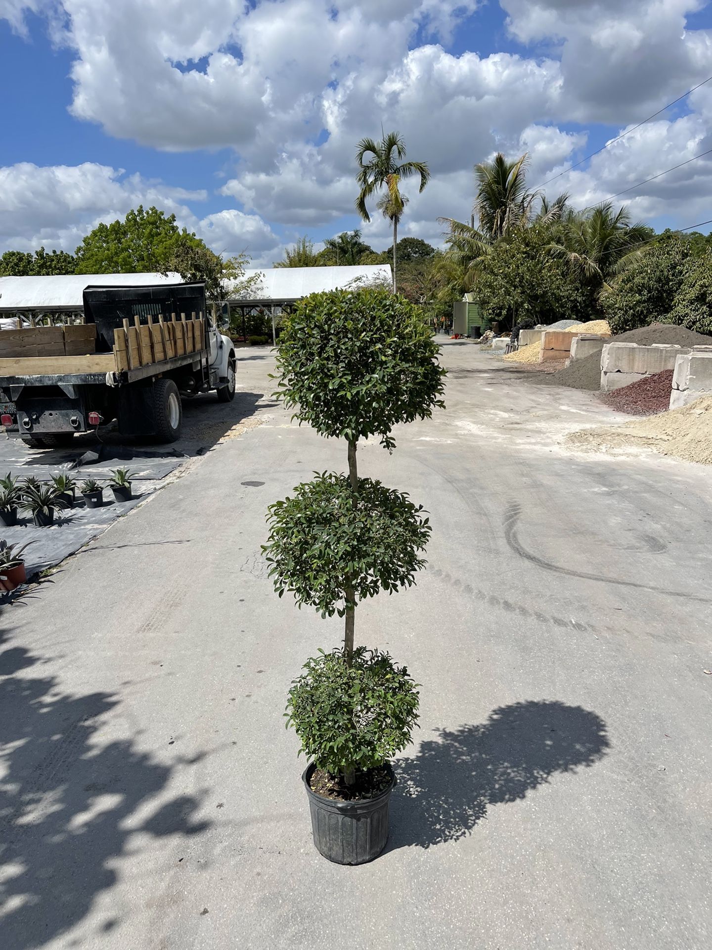Topiary 3 Ball - 7 Gallon