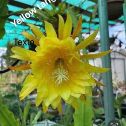 Healthy Rooting Yellow Tang Epiphyllum cactus plant.