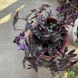 Tradescantia pallida ‘Purple Heart’ Wandering Dude 