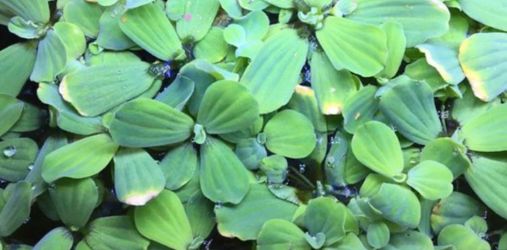 Water Lettuce floating water plant