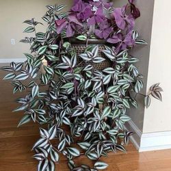 Deep Purple Tradescantia Zebrina Plant/ House Plant/ Indoor Plant Flower Patio Garden 