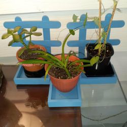 Set Of 3 Real Plants  With Blue Boxes, 5×5   Inches..