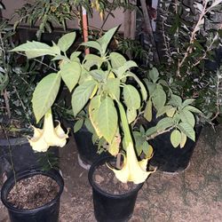 Plantas De Florifundio O Anjel Trompet 