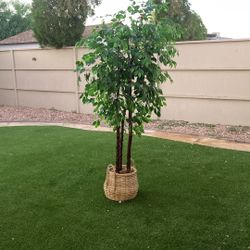 7 ft Artificial Ficus Tree 