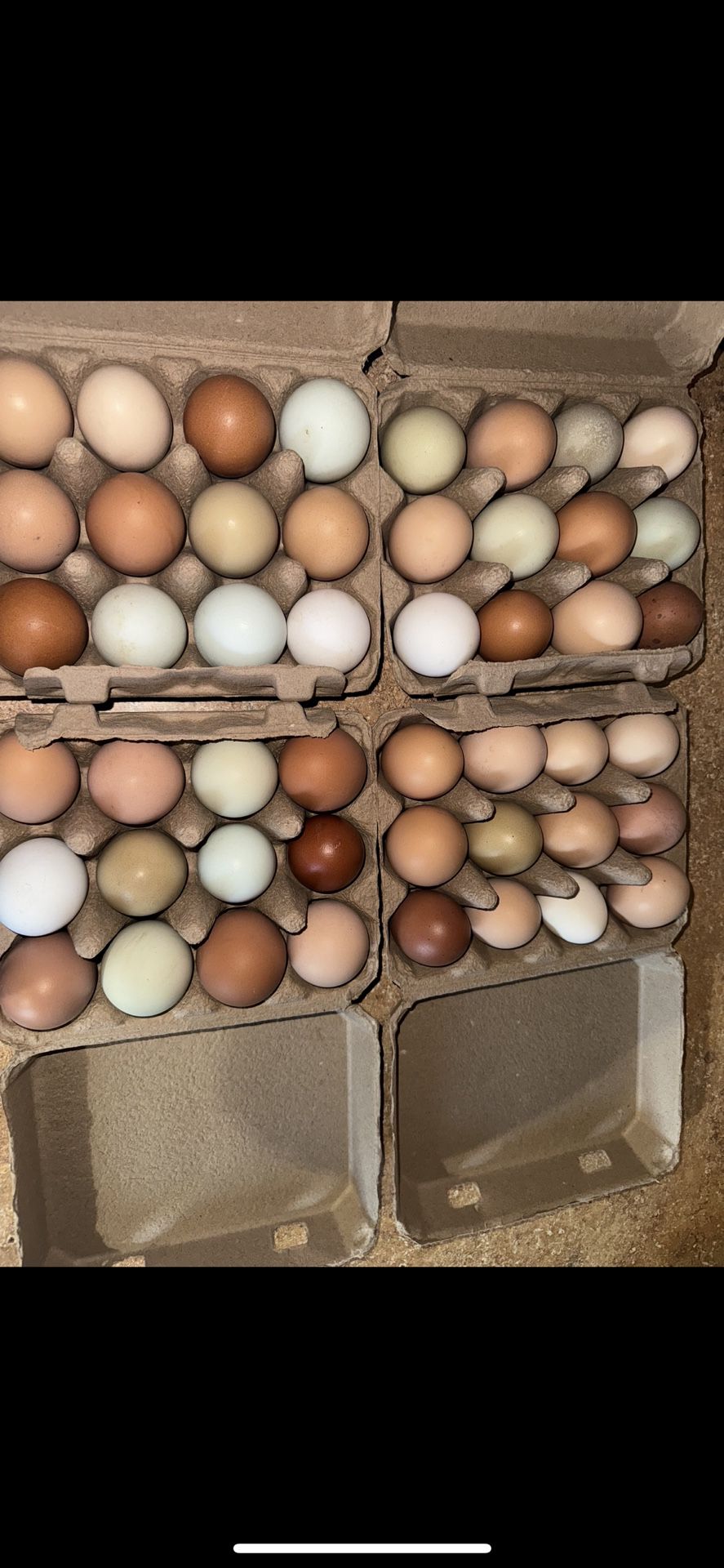 Farm Fresh Eggs! 