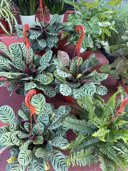 Tons of Beautiful Houseplants – Only $18 Each!