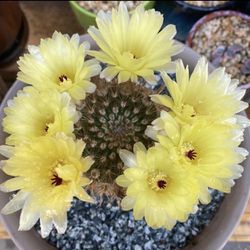 Blooming Cactus 1st Pic Sample Flower Only!!$14ea/pot