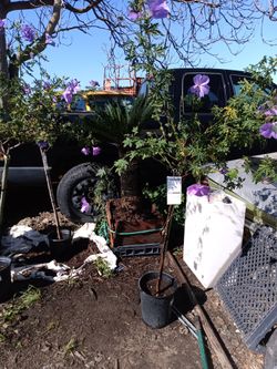 Stand Up Blue Hisbiscus