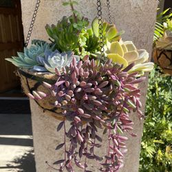 Hanging baskets, Succulent and Cactus Plants