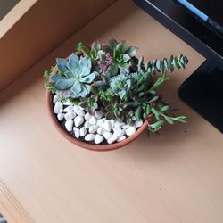 Succulents
