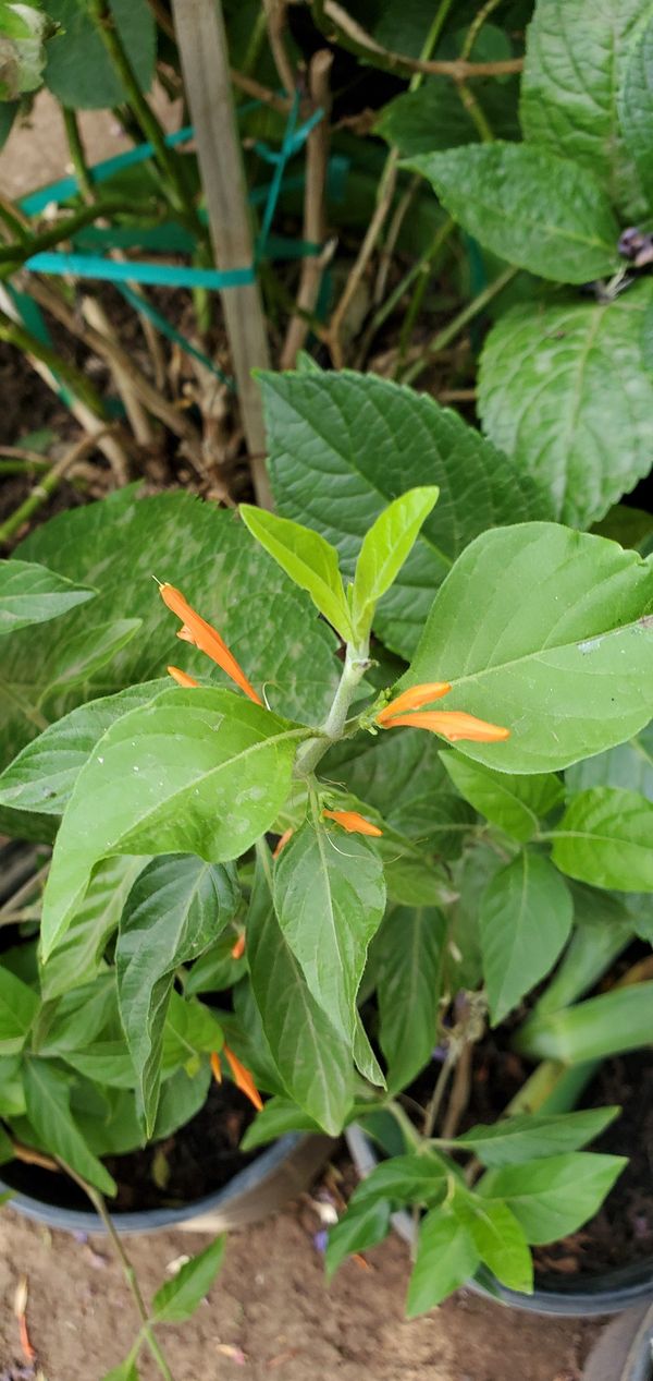Mexican honeysuckle/muitle/muicle for Sale in Strathmore, CA OfferUp