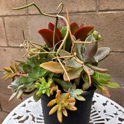 Decoration Suculents Plants Mix