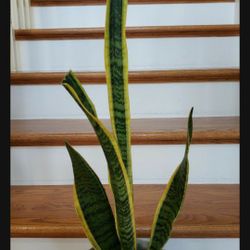 SANSEVIERIA-house 