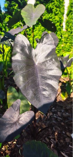 Black elephant ear