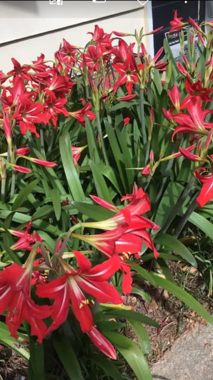 Amaryllis Bulbs