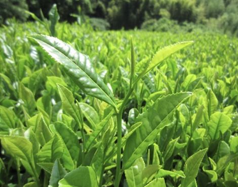 Green Tea Trees, beautiful and healthy trees