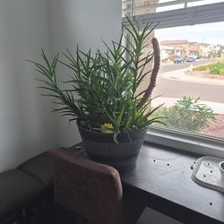 Climbing Aloe 