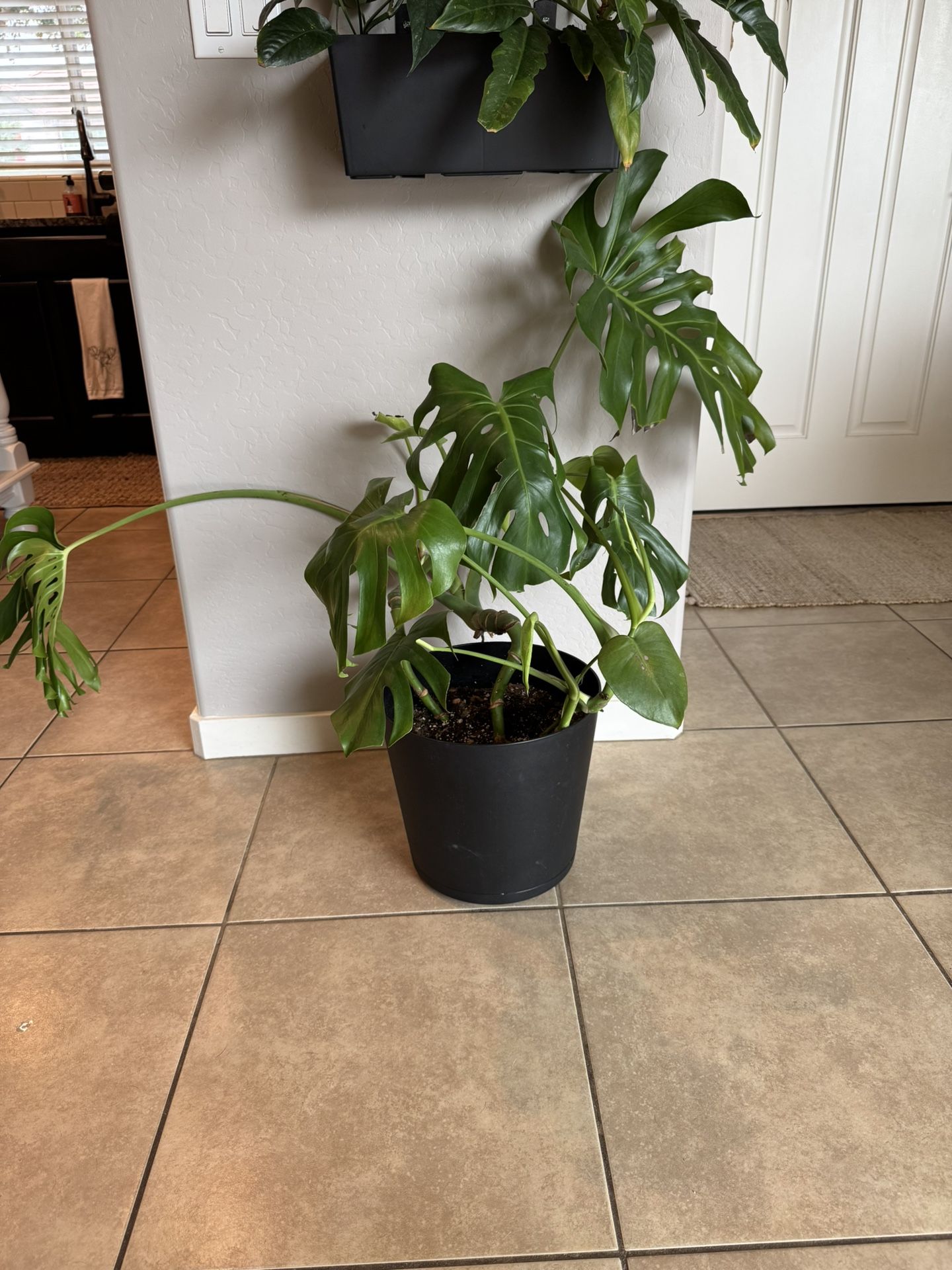 Monstera Plant
