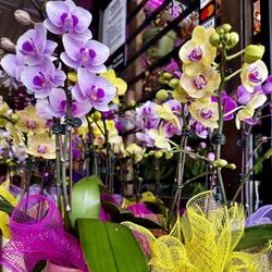 Fresh Orchid’s Arrangement Ready To Pick Up. 