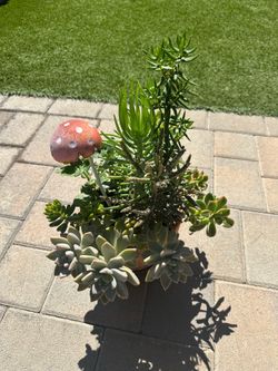 Assorted Succulent Plants