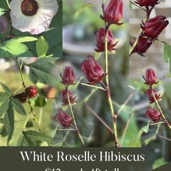 White  Roselle Hibiscus Plant