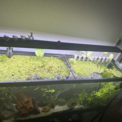 Duckweed Floating Plants