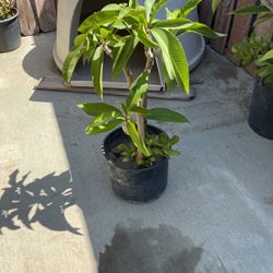 Plumeria Blanca