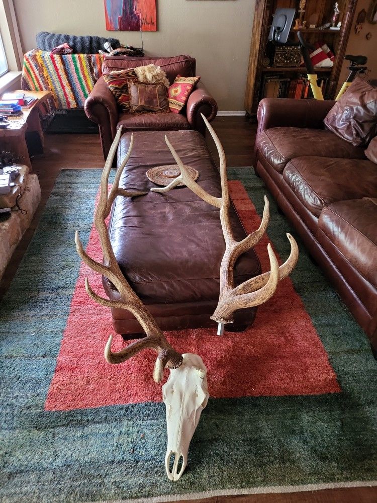 Bull Elk European Mount